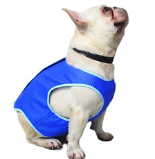 Cool vest dog puppy - dog,