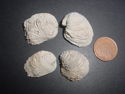 Bartonian eocene chama - eocene,