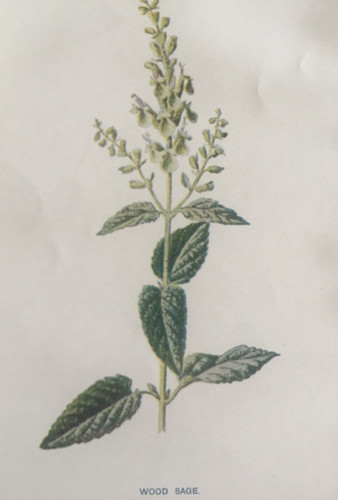 Antique print wood - antique,