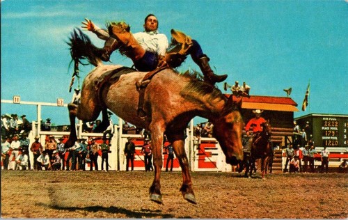 Calgary postcard cowboy on - ab,