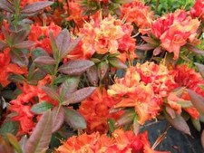 FIREBALL~~Azalea