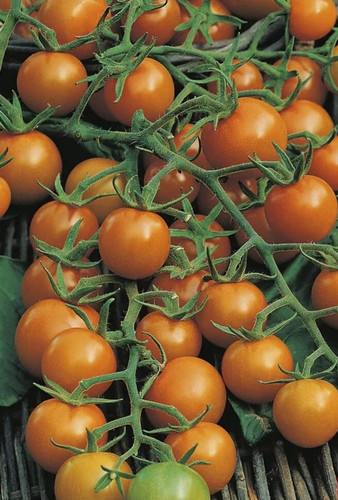 Tomato seeds cherry orange - 15,