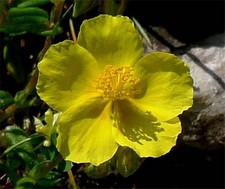 Common Rock Rose HP, Wild Flower, Yellow Flowers, Nectar for Bees, 50 Seeds