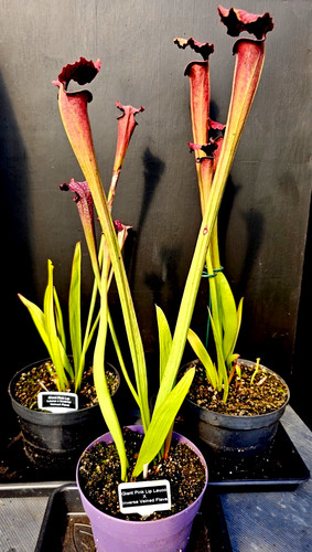 Sarracenia giant pink lipped - pink,