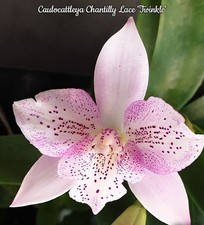 Caulocattleya Chantilly Lace