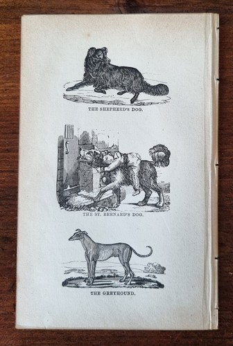 Antique animal print st - antique,