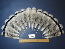 14 Pcs Amazing  Turkey Tail