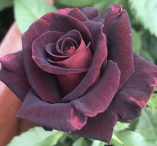 Rose Black Velvet Bush Rose