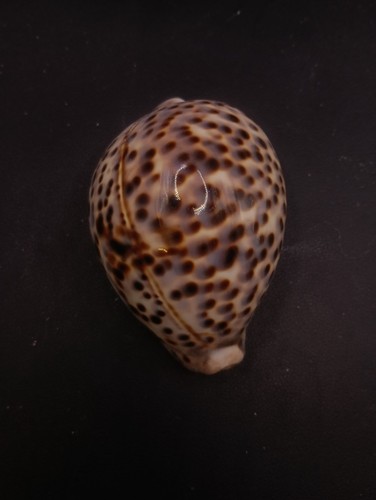 Large cypraea tigris - large,
