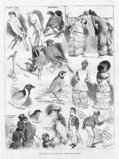 BIRDS, CANARY AND CAGE-BIRD