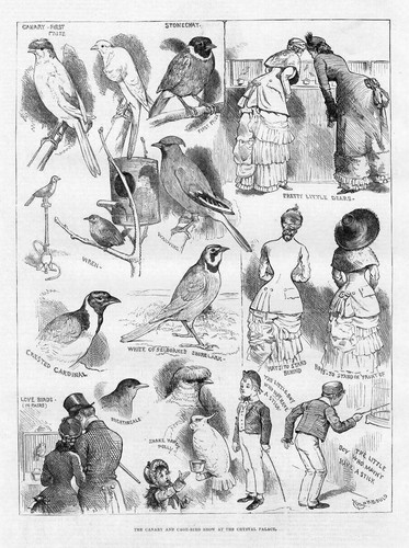 Birds canary and - canary,