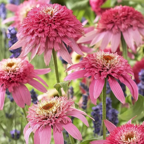 Echinacea pink double - 'pink,