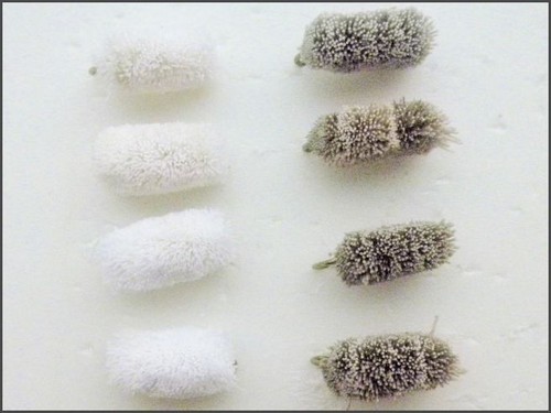 Bread fishing fly pack - bread,