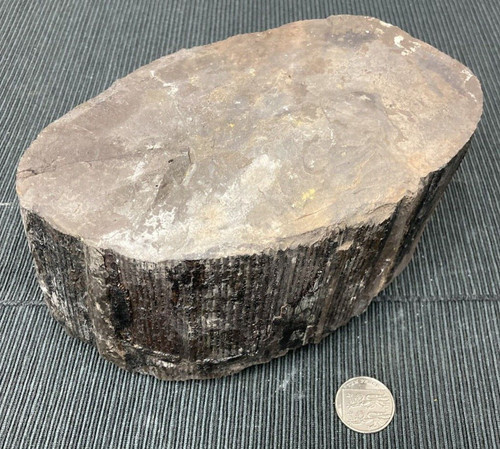 Large fossil specimen - fossil,