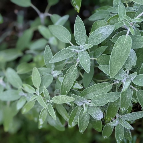 Sage herb plant - herb, pot
