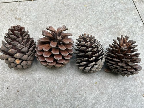 Large pine cones - 4,