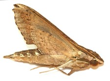 LEPIDOPTERA, SPHINGIDAE