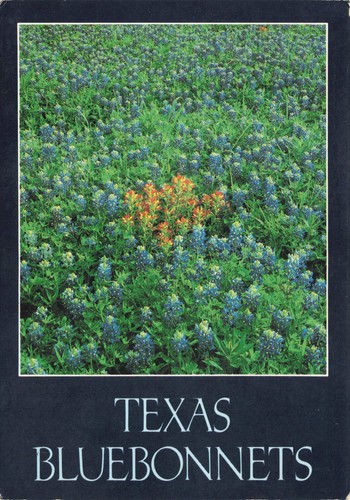 Postcard texas bluebonnets - texas,