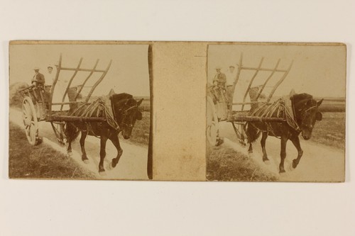 Horse cart snapshot photo - horse,