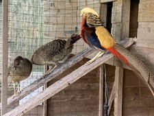 Golden pheasant eggs for - eggs,