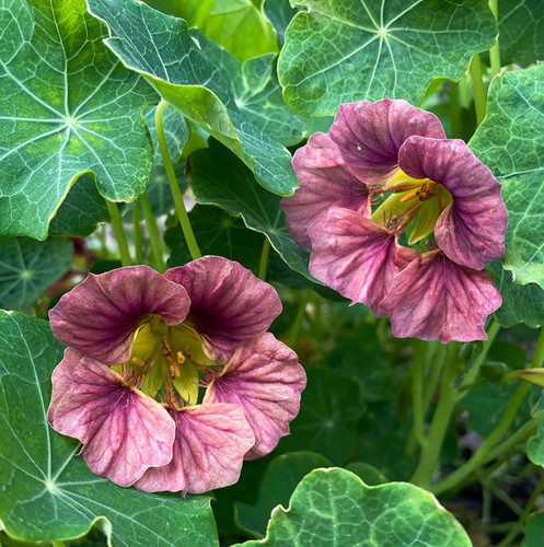Trailing nasturtium - 3,