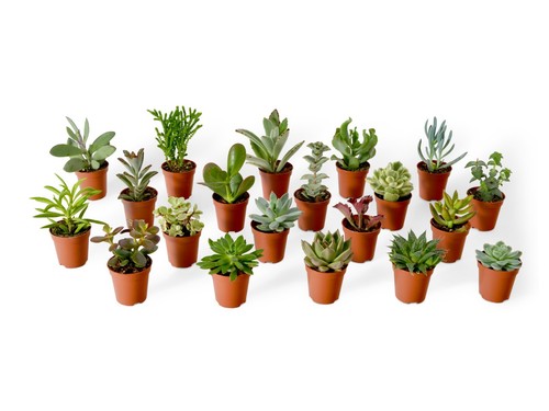 Baby succulent plant - baby,