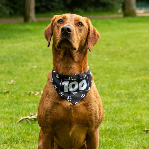 Parkrun milestone dog bandana - parkrun,