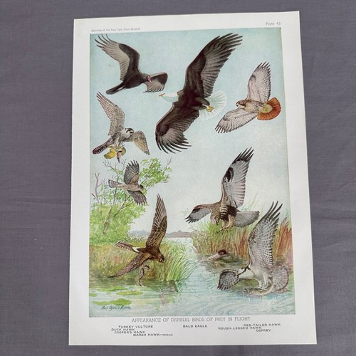 Louis fuertes birds prey - louis,