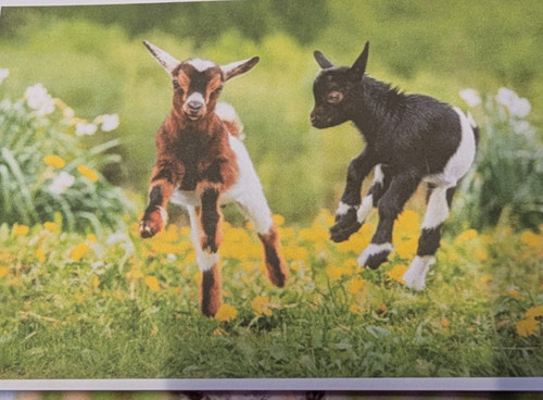 Pack farm animal - 10, uk