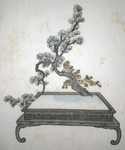 Ikebana pine print japanese - pine,