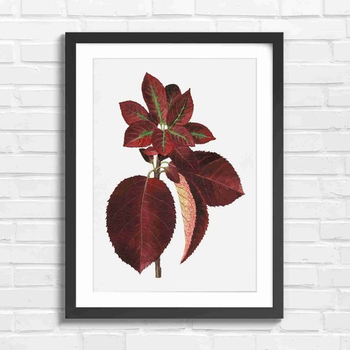 Vintage red leaf botanical - leaf, art