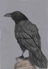Original coloured pencil artwork art picture Raven Bird Gothic nevermore GIFT