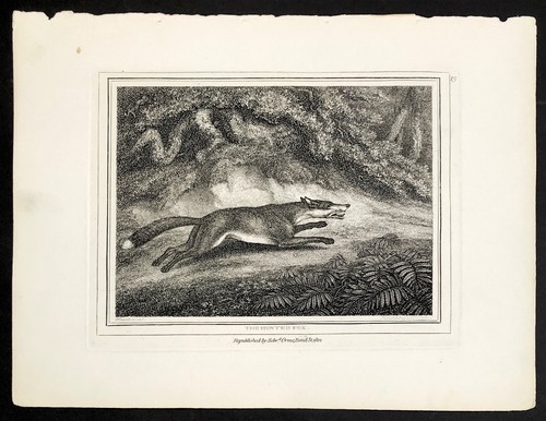 The hunted fox 1799 - from,