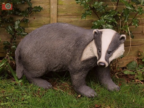 Life size badger stunning - size, badger.