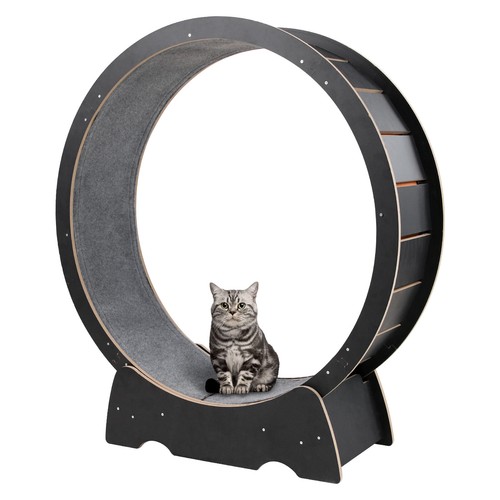 Large cat exercise wheel - cat,