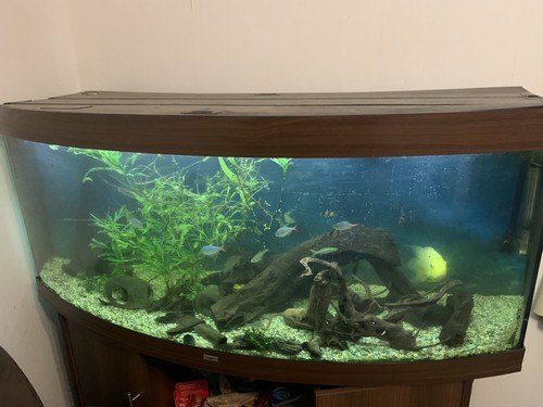 Fish tank used - tank,