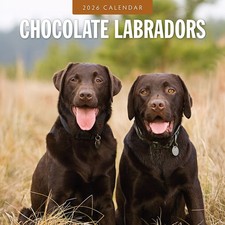 Chocolate Labradors 2026 Square Wall Calendar