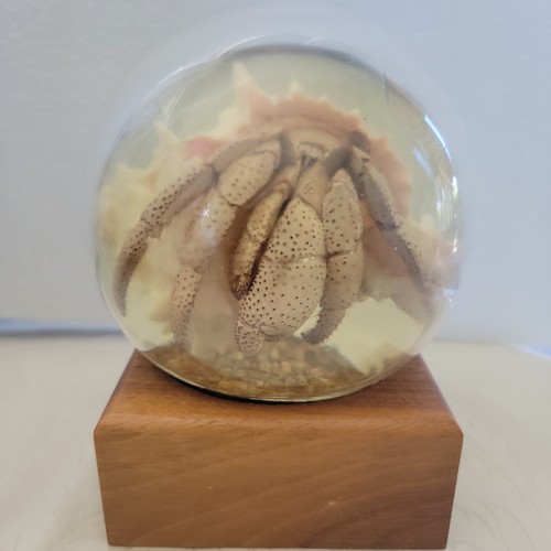 Vintage hermit crab
