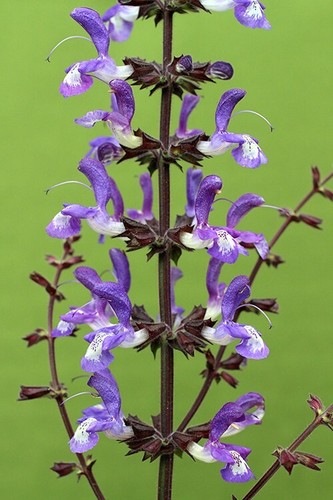 Salvia forskaohlei woodland - salvia, (woodland