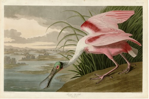 Roseate spoonbill john - john, j