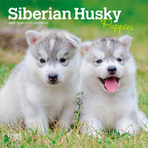 Siberian husky puppies - husky, 2027