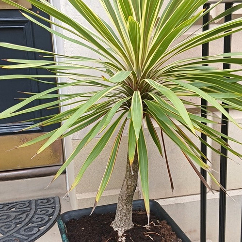 Yucca palm tree - palm, potted