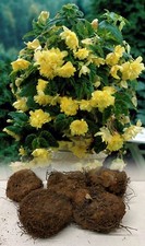 YELLOW PENDULA BEGONIA