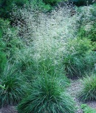 Deschampsia cespitosa - Tufted Hair Grass 9cm pots evergreen tall ornamental