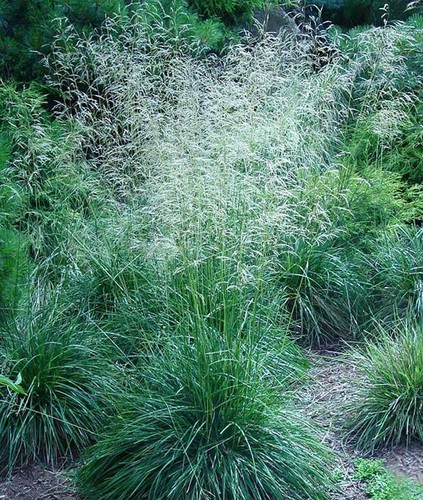 Deschampsia cespitosa tufted - deschampsia,