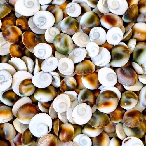 Natural turban snail shell - turban,