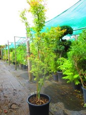 6ft  (inc. pot) 15litre LARGE JAPANESE MAPLE Acer palmatum Wilsons Pink Dwarf