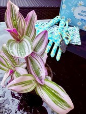 Tradescantia Nanouk Established Plant, 7cm Pott