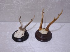 Deer antler wooden - on,