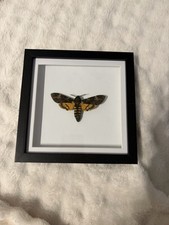 Death Head Hawk Moth Framed